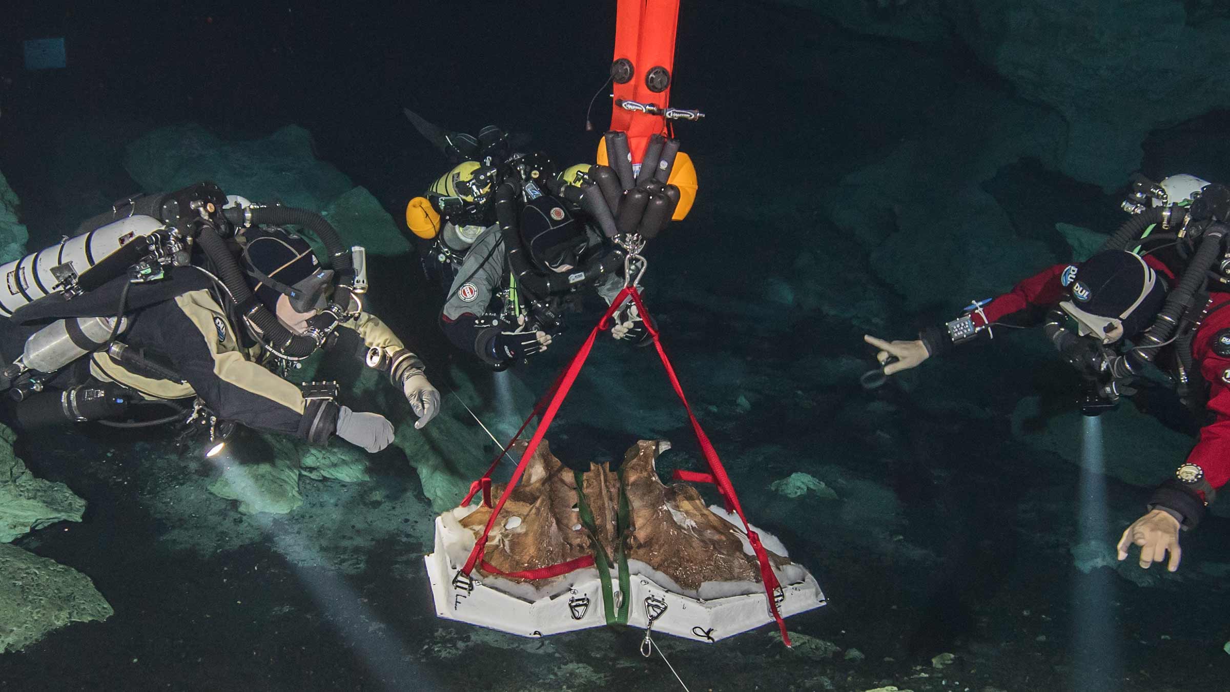 divers moving a sloth's pelvis