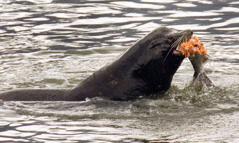 In this April 24, 2008, file photo, a sea lion eats a salmon in the Columbia River near Bonneville Dam in North Bonneville, Wash. Federal authorities on Friday, Aug. 14, 2020, granted permission for Washington state, Oregon and several Native American tribes to begin killing hundreds of salmon-hungry sea lions in the Columbia River and its tributaries over the next five years. (AP Photo/Don Ryan, File) US allows killing sea lions eating at-risk Northwest salmon