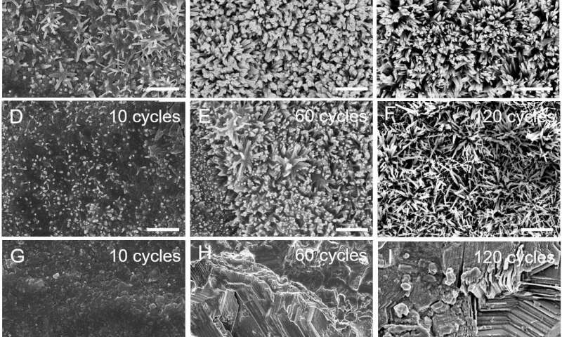 Scanning electron microscopy images of the surface of zinc electrode after going through a certain number of cycles. Credit: Wang et al., Sci. Robot. 5, eaba1912 (2020) Biomorphic batteries could provide 72x more energy for robots