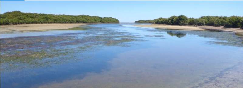 The creek, mangrove and mudflats at Middle Beach, north of Adelaide. Credit: Professor Sabine Dittmann, Flinders University Wellbeing benefits of wetlands