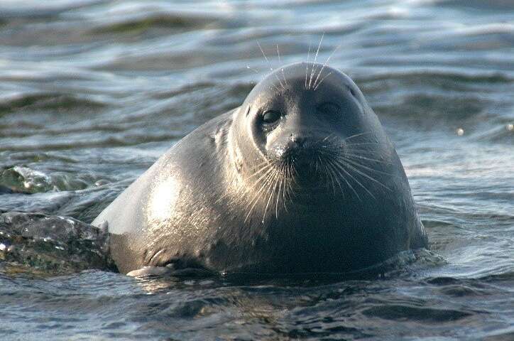 A Baikal seal. Credit: NIPR Mystery of Siberian freshwater seal food choice solved