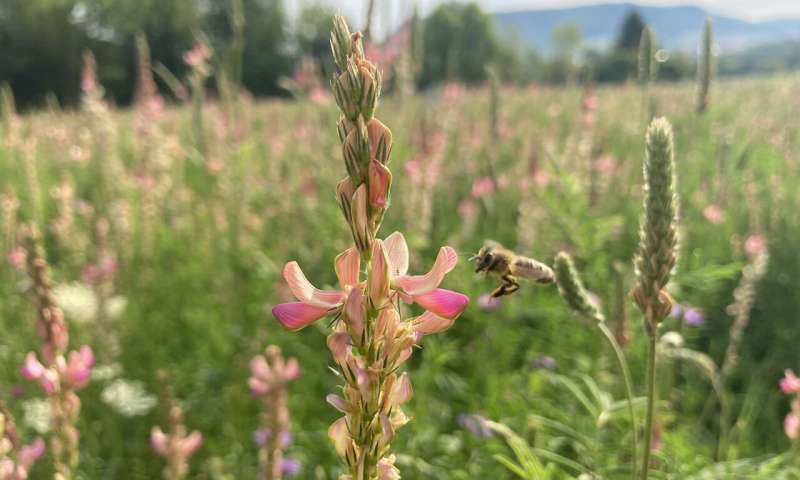 Diverse plant communities provide multiple benefits and can help control herbivore pests. Credit: Anne Ebeling More plant diversity, less pesticides