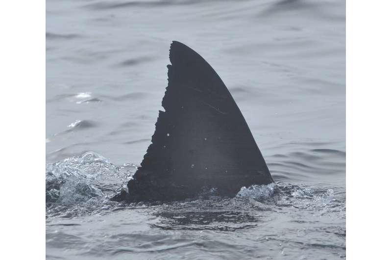 White shark population is small but healthy off the coast of Central California