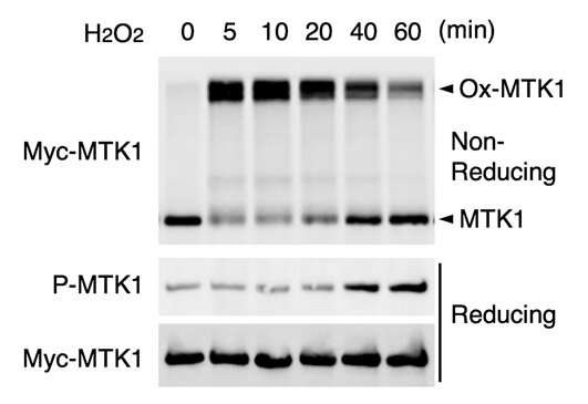 Oxidative stress-induced MTK1 activation requires both oxidation and reduction of MTK1. Cells were treated with H2O2 for the indicated times. Cell extracts were electrophoresed under non-reducing conditions and immunoblotted with an anti-Myc antibody (top). Immunoprecipitated Myc-MTK1 was electrophoresed under reducing conditions and probed with anti-P-MTK1 or anti-Myc antibodies (middle and bottom). Credit: The Institute of Medical Science, The University of Tokyo Identification of new 'oxidative stress sensor' MTK1