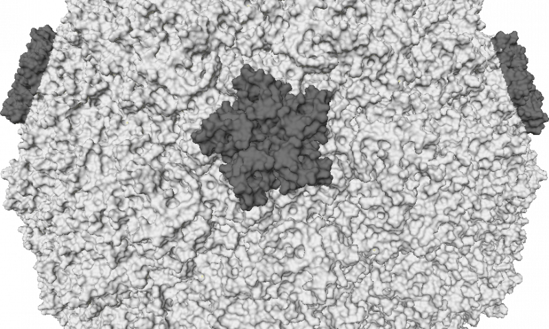 A representation of the molecular surface of one variant of human rhinovirus. Credit: Wikipedia/CC BY-SA 3.0 common cold