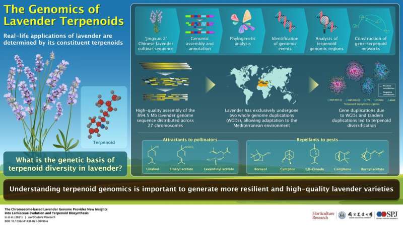 Understanding terpenoid genomics is important to generate more resilient and high-quality lavender varieties. Credit: Horticulture Research Terpen-tales: The mystery behind the unique fragrance of the lovely lavender
