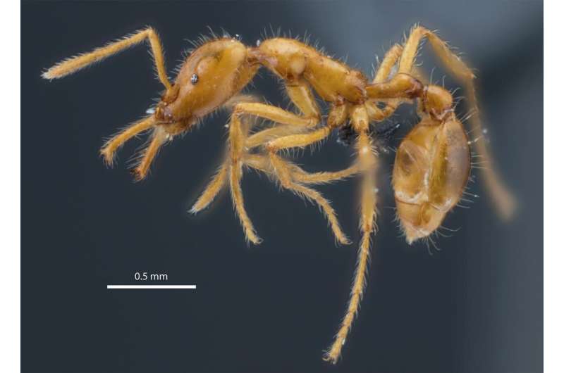A side view of Strumigenys ayersthey. Credit: N/A New ant species named in recognition of gender diversity