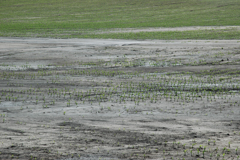 FloodedFields 075 FloodedFields 075