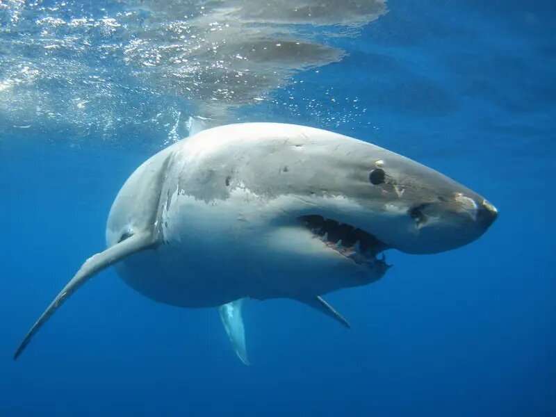 University of Delaware assistant professor Aaron Carlisle is part of a new study that uncovered a previously unknown white shark hot spot in the central Gulf of California. The study suggests that these low numbers for eastern north Pacific white sharks, especially those listed in the Gulf of California, might be underestimated. Credit: University of Delaware Great White feeding ground