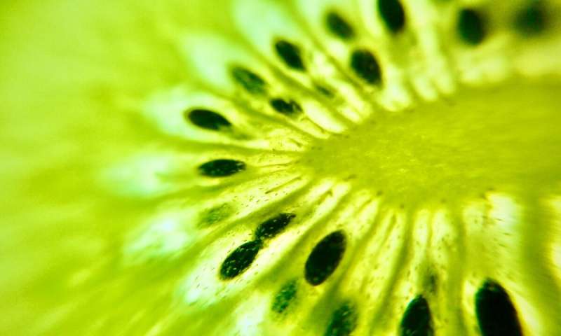 Researchers find ‘sweet spot’ for kiwifruit pollination