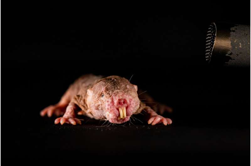 Naked mole-rats are very communicative creatures, they quietly chirp, squeak, twitter or even grunt to one another. The scientists wanted to find out whether these vocalizations have a social function for the animals. Credit: Felix Petermann, MDC Naked mole-rats speak in dialect