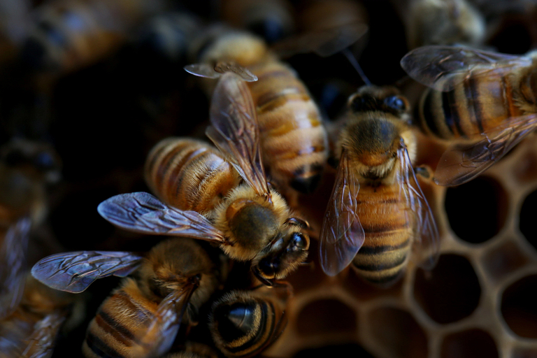 Bees on a honeycomb