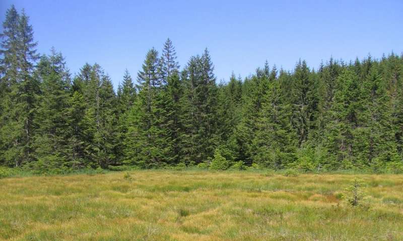 The Hirschbäder mire, a bog complex of living raised bog with red peat moss, stagnant raised bog and interspersed open water areas, the so-called Schlenken. Credit: Thomas Sperle Climate change drives plants to extinction in the Black Forest in Germany, study finds