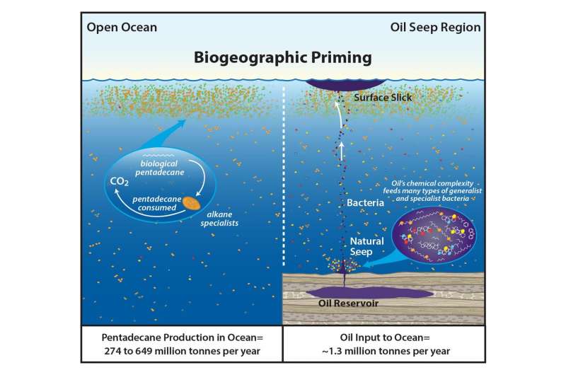 The amount of pentadecane cycling through the oceans dwarfs the input of hydrocarbons from oil. However, the microbes involved in the pentadecane cycle are unlikely to be able to handle the chemical complexity of hydrocarbons from oil. Credit: David Valentine A surprising cycle