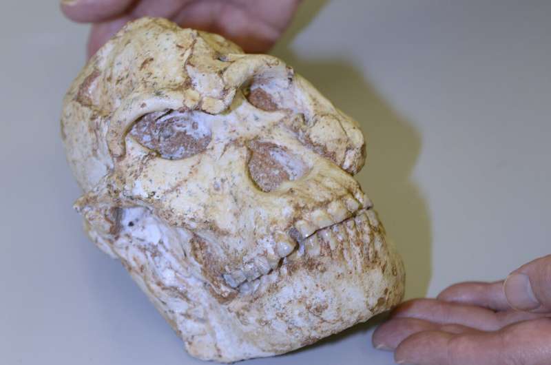 Close-up of Little Foot Skull at Diamond Light Source. Credit: Diamond Light Source New technology allows scientists first glimpse of intricate details of Little Foot's life