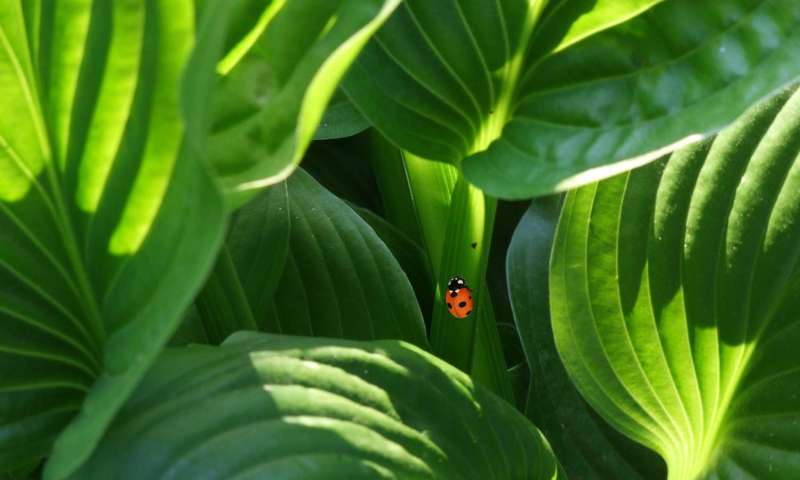 Credit: CC0 Public Domain plant