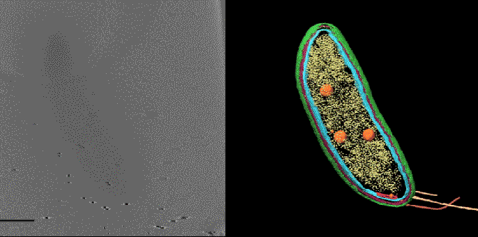 With a technique called cryoelectron tomography, scientists can create detailed 3D images of cells, such as this Caulobacter bacterium, and highlight their components - in this case, the cell membranes (red and blue), protein shell (green), protein factories known as ribosomes (yellow) and storage granules (orange). But until now, smaller structures and individual molecules could not be identified and precisely located within these images. A new imaging technique developed at Stanford fills this gap, revealing small molecules that are not visible here. Credit: Peter Dahlberg et al., <i>PNAS</i>, 8 June 2020 New technique pinpoints locations of individual molecules in their cellular neighborhoods