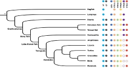 The study has analysed and compared the genome of 35 species representing all vertebrate lineages.