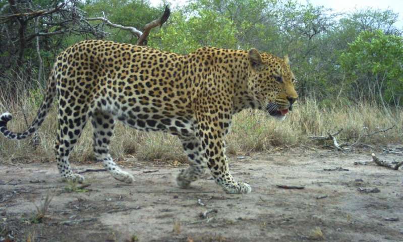 Chris Sutherland at the University of Massachusetts Amherst, with first author and doctoral student Gonçalo Curveira-Santos of the Centre for Ecology, Evolution and Environmental Changes at the University of Lisbon, used a large network of camera traps to study occupancy of free-ranging carnivore species including leopards, hyenas, jackals and mongooses in different habitats and levels of protection in northeast South Africa. Credit: Gonçalo Curveira-Santos South African wildlife management/conservation models do not protect carnivores equally