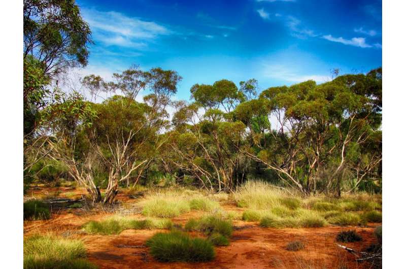 Credit: Pixabay/CC0 Public Domain australia plant