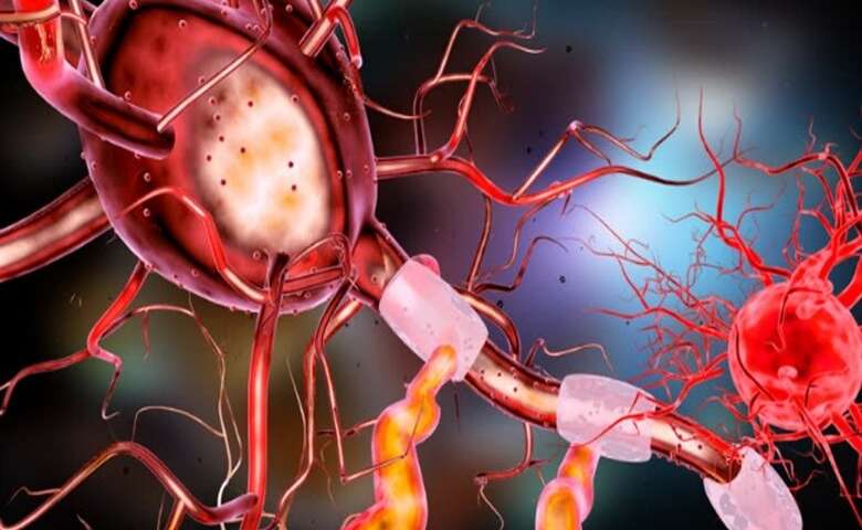 Neuron. Credit: Pixabay CC0 Study reveals the unfolding of neuronal fate
