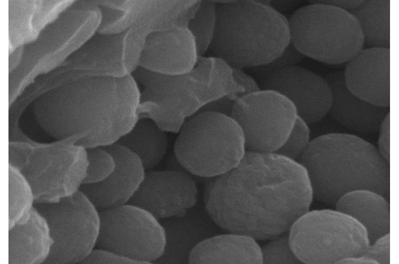 Scanning electron microscope image of melanosomes from a modern bird feather. Credit: UCC Fossil pigments shed new light on vertebrate evolution