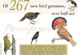 Passeriform birds –the order with the highest number of bird species– show the genomic features that differ from other bird groups.