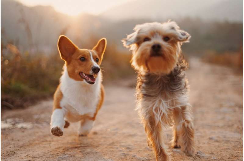 Credit: Unsplash/CC0 Public Domain dog