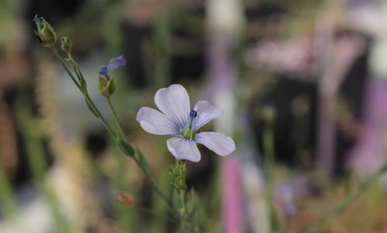 Linum narbonense - a distant relative. Credit: University of Portsmouth Scientists reboot 50 years of plant advice to solve one of nature’s biggest challenges