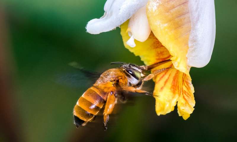 A bee of the species Amegilla insularis pollinating a flower. Credit: Zestin Soh Researchers create first map of bee species around the globe