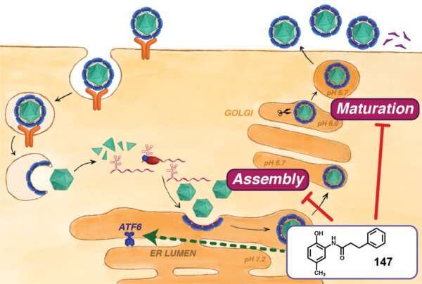 Overview of the dengue and Zika virus life cycle during infection of a host cell. Compound 147 impairs assembly and maturation of infectious viral particles. Credit: Lars Plate Newly discovered molecule disrupts virus infections through protein quality control pathways