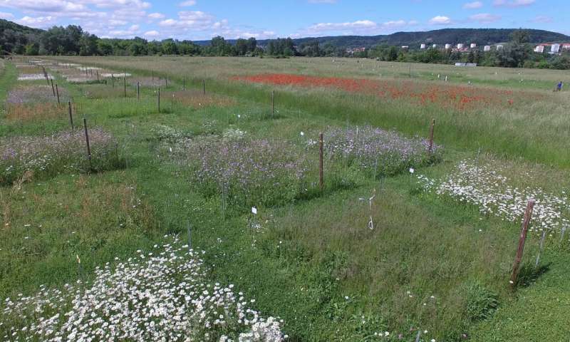 Over the course of two years, the scientists collected data from two analogous grassland experiments, including the Jena Experiment in Germany. Credit: Matthias Ditscherlein More plant diversity, less pesticides