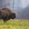 European Bison (Bison bonasus)