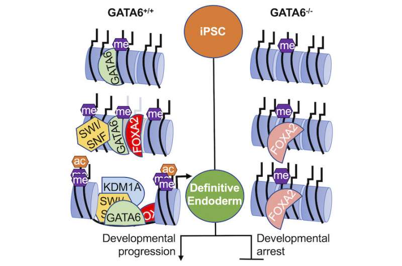 The transcription factor GATA6 is a DNA-binding protein that opens genes to promote their expression during embryonic development. When GATA6 is absent the genes remain closed and silent. Credit: Cell Reports. Understanding what drives cell typing