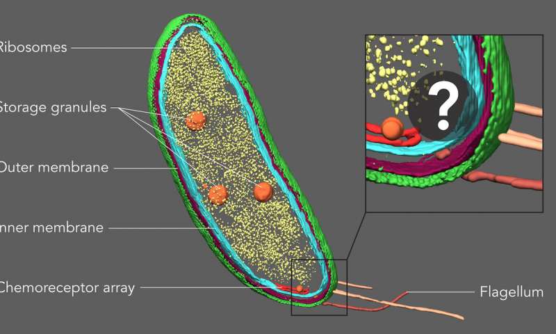 Stanford University scientists thought a seemingly empty area at one end of the Caulobacter bacterium might hold two proteins involved in cell division. By labeling the proteins with fluorescent tags and then imaging those same samples with cryoelectron tomography, they were able to confirm this location and show exactly how the proteins were arranged. Credit: Peter Dahlberg et al., <i>PNAS</i>, 8 June 2020 New technique pinpoints locations of individual molecules in their cellular neighborhoods