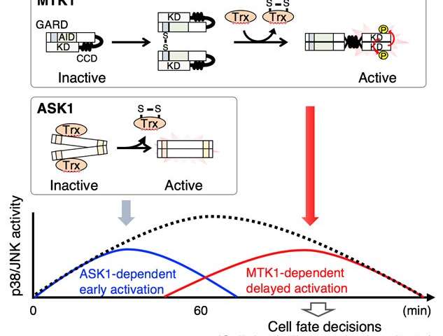 Both the MTK1 and ASK1 SAPKKKs are major mediators of oxidative stress-induced SAPK signaling. However, they have different time and dose response characteristics. While ASK1 rapidly and sensitively responds to oxidative stress, and induces early and transient activation of SAPKs, MTK1 is relatively less sensitive to oxidative stress and slowly activated. However, once MTK1 is activated, it can elicit prolonged SAPK activation to dictate cell fate decisions. GARD, GADD45-binding and redox-sensor domain. Credit: ©TAKEKAWA Mutsuhiro Identification of new "oxidative stress sensor" MTK1
