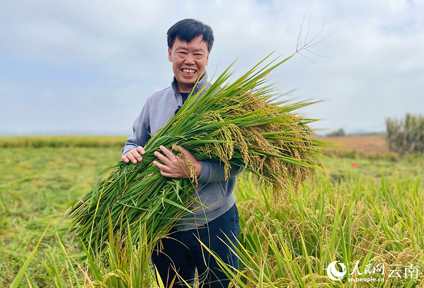 朱有勇院士团队在云南红河的旱地水稻种植示范区喜获丰收。 人民网 蔡树菁摄