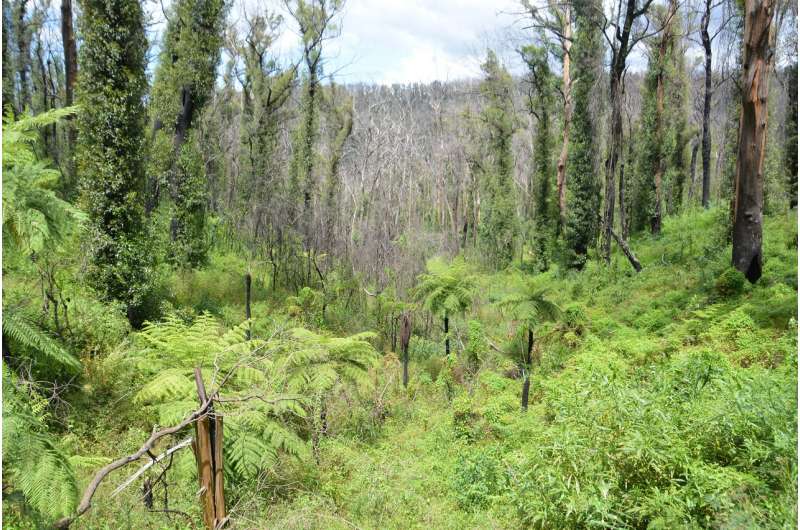 View over Monga National Park, NSW, from Clyde Mountain (taken from the Kings Highway near Pooh Corner). Photo taken December 2020. Credit: Gordon Gullock CSIRO identifies plants most at risk after Black Summer megafires