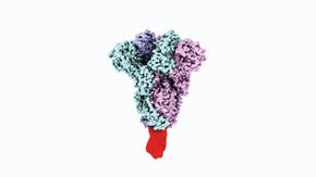  Structural model of the trimeric SARS-CoV-2 Spike protein