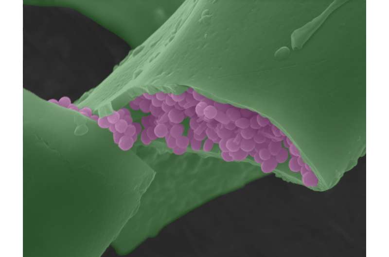False-colour scanning electron microscope image of melanosomes within a barb of a modern bird feather. Credit: UCC Fossil pigments shed new light on vertebrate evolution
