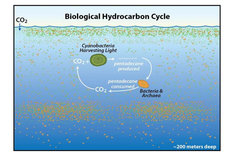 Extensive quantities of pentadecane are produced and consumed in the upper layers of the ocean. Credit: David Valentine A surprising cycle