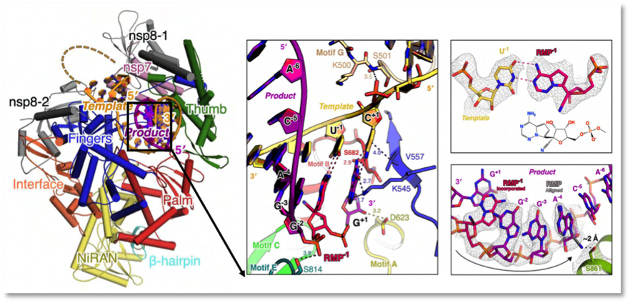  △聚合酶与RNA复合体的三维结构及瑞德西韦效应分子通过RNA聚合酶“混入”病毒RNA产物链中的状态