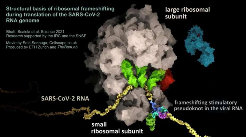 The RNA (yellow) of the SARS-CoV-2 virus forms a pseudoknot structure (multicolored, bottom right) which leads to a shift in the reading frame of the ribosome (brown). In this way, the viral RNA controls the production levels of the viral proteins. Credit: Said Sannuga, Cellscape.co.uk / ETH Zurich, The Ban Lab The Achilles heel of the coronavirus