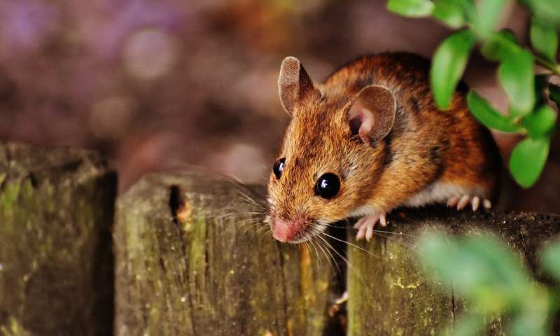Credit: CC0 Public Domain mice