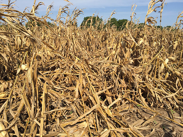 Down Corn Down Corn