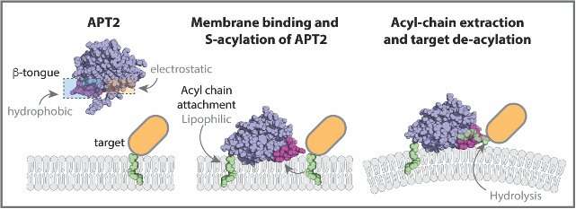 How APT2 interacts with the lipid membrane to deacylate proteins. Credit: Gisou van der Goot (EPFL) Revealing the way a critical enzyme works in the cell
