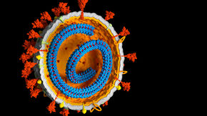 A cross-section illustration of the SARS-CoV-2 virus showing its RNA