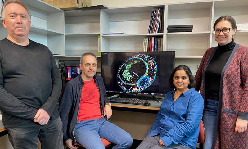 Co-authors of the recent research project (from left) Allan Mitchell, Dr Mihnea Bostina, Sai Velamoor and Dr Laura Burga. Credit: University of Otago Virus uses decoy strategy to evade immune system, research reveals