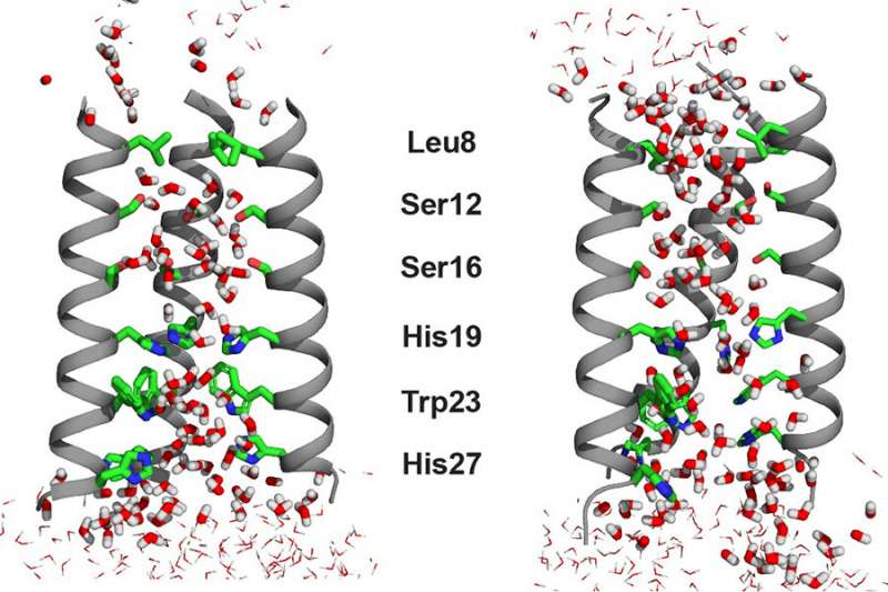Different water dynamics are seen between the closed (left) and open (right) states of the transmembrane proton channel of the influenza B virus M2 protein. Water molecules are slightly more oriented in the open state than in the closed state to allow "proton hopping" via the water's hydrogen bonds. Credit: Massachusetts Institute of Technology Chemists gain new insights into the behavior of water in an influenza virus channel