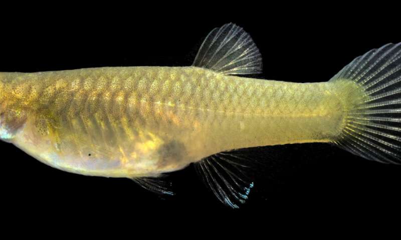 A female guppy with black irises. Credit: Jolyon Troscianko 'Matador' guppies trick predators